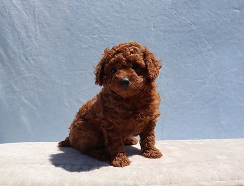 AKC Red Toy Poodle Puppies media 3
