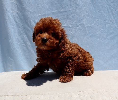 AKC Red Toy Poodle Puppies media 4