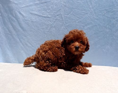 AKC Red Toy Poodle Puppies media 7