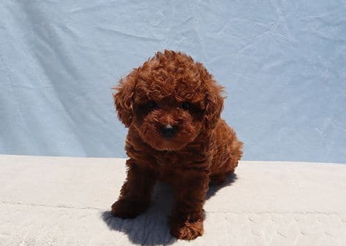 AKC Red Toy Poodle Puppies media 5