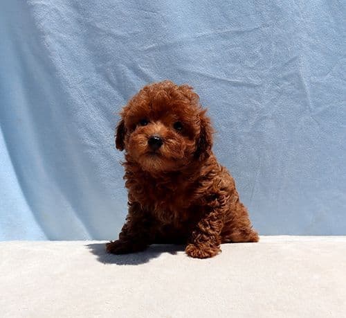 AKC Red Toy Poodle Puppies media 6