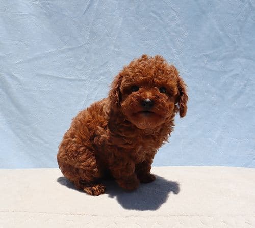 AKC Red Toy Poodle Puppies media 9