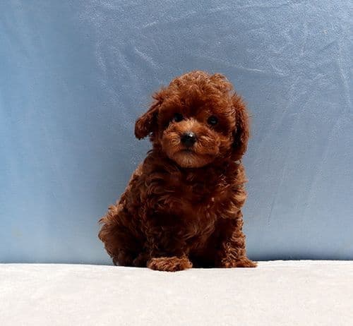 AKC Red Toy Poodle Puppies media 10