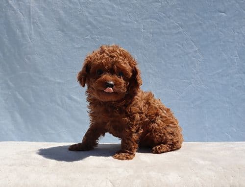 AKC Red Toy Poodle Puppies media 13