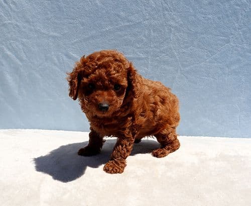 AKC Red Toy Poodle Puppies media 12