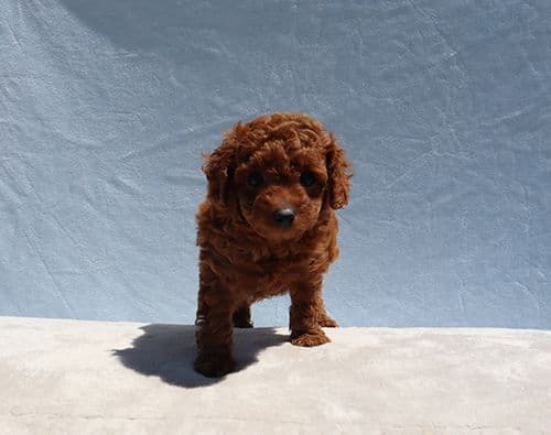 AKC Red Toy Poodle Puppies media 14
