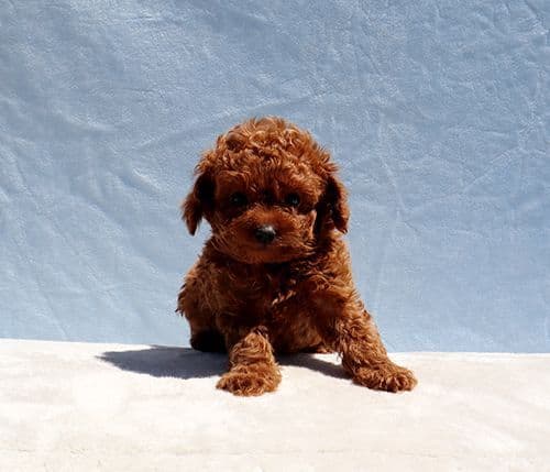 AKC Red Toy Poodle Puppies media 2