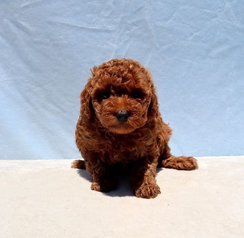 AKC Red Toy Poodle Puppies media 2