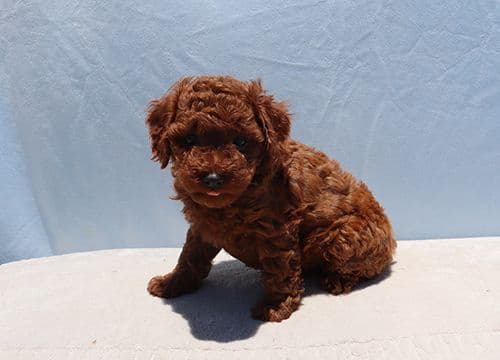 AKC Red Toy Poodle Puppies media 5