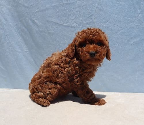AKC Red Toy Poodle Puppies media 6