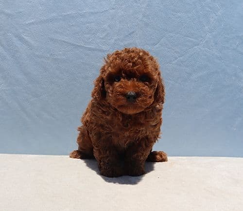 AKC Red Toy Poodle Puppies media 9