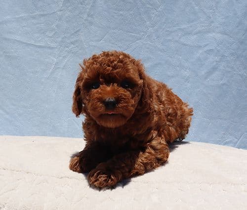 AKC Red Toy Poodle Puppies media 7