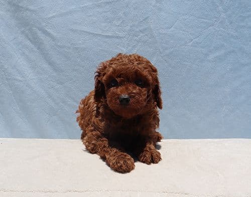 AKC Red Toy Poodle Puppies media 8