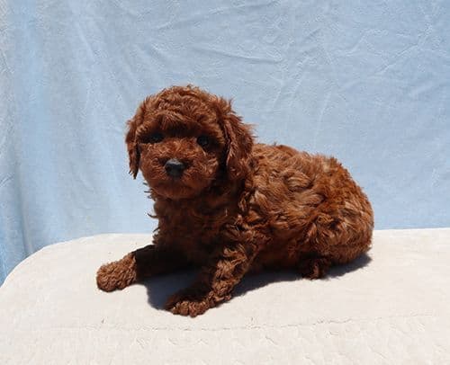 AKC Red Toy Poodle Puppies media 11