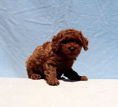 AKC Red Toy Poodle Puppies media 14