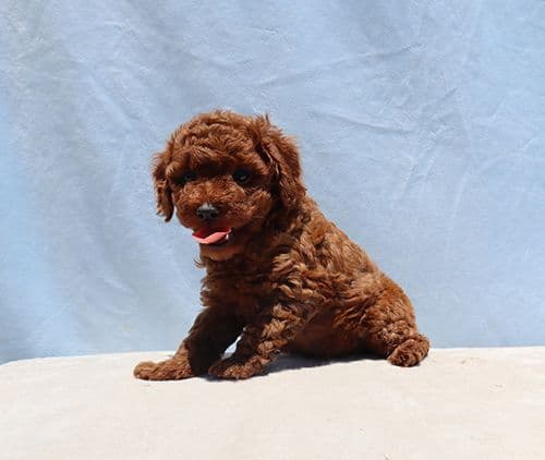 AKC Red Toy Poodle Puppies media 17