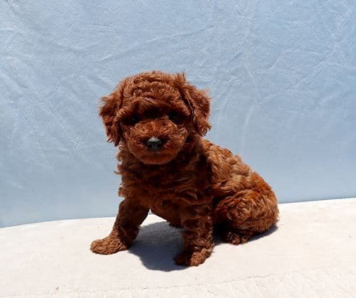AKC Red Toy Poodle Puppies media 12