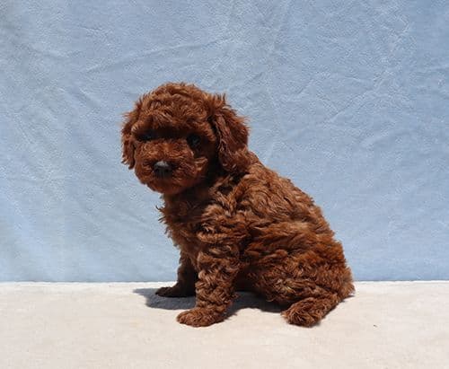 AKC Red Toy Poodle Puppies media 13