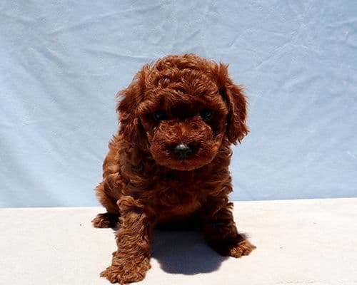 AKC Red Toy Poodle Puppies media 15
