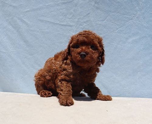 AKC Red Toy Poodle Puppies media 16