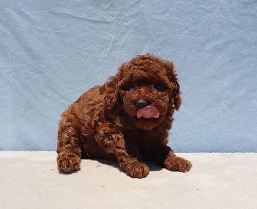 AKC Red Toy Poodle Puppies media 18