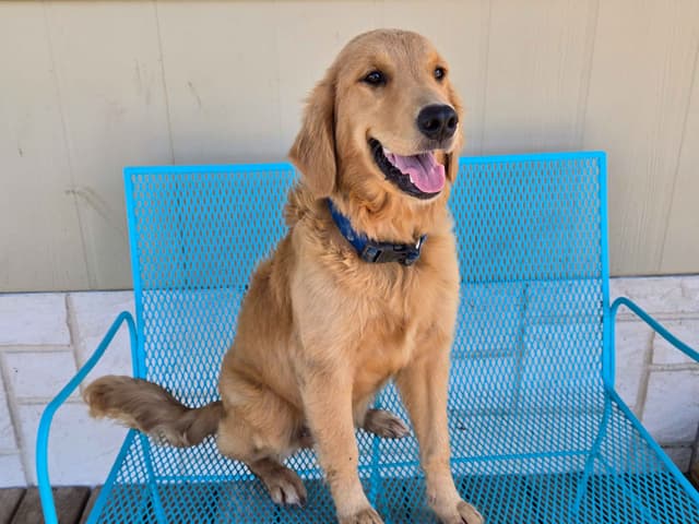 AKC Golden Retriever Puppies media 2