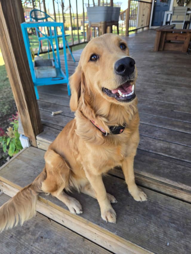 AKC Golden Retriever Puppies media 3