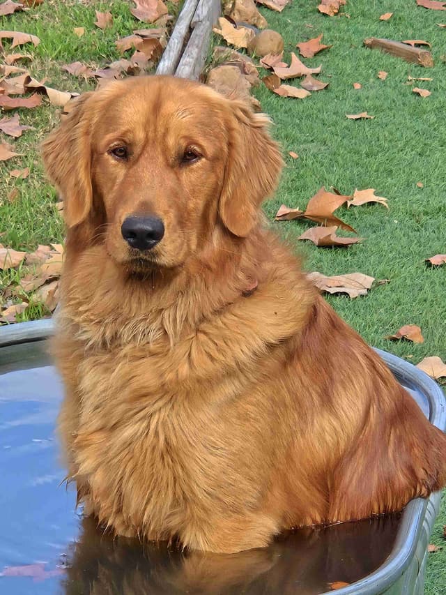 AKC Golden Retriever Puppies media 4