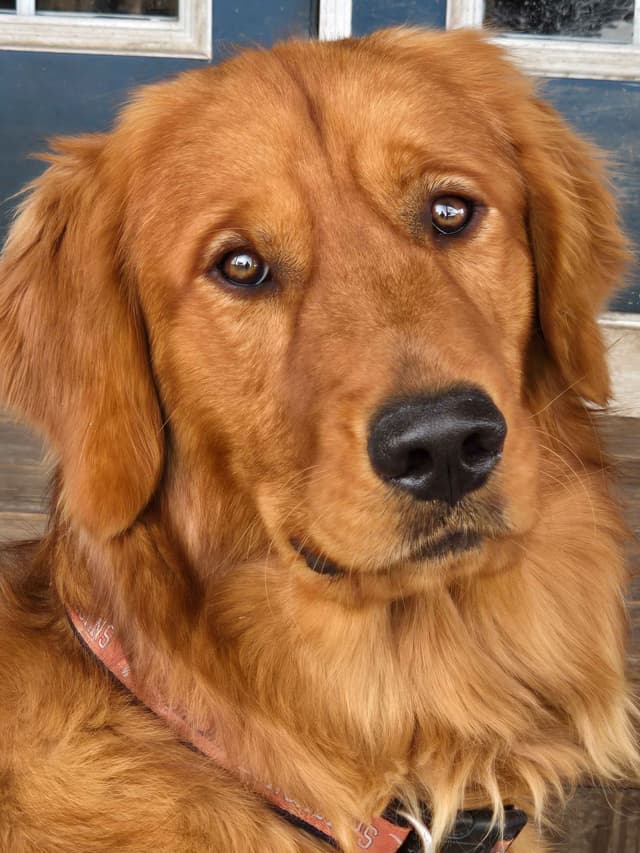 AKC Golden Retriever Puppies media 5