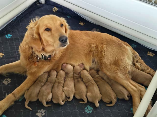 AKC Golden Retriever Puppies media 6