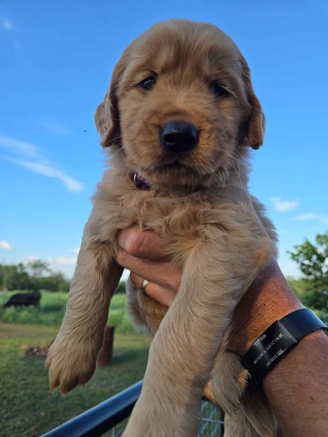 AKC Golden Retriever Puppies media 8