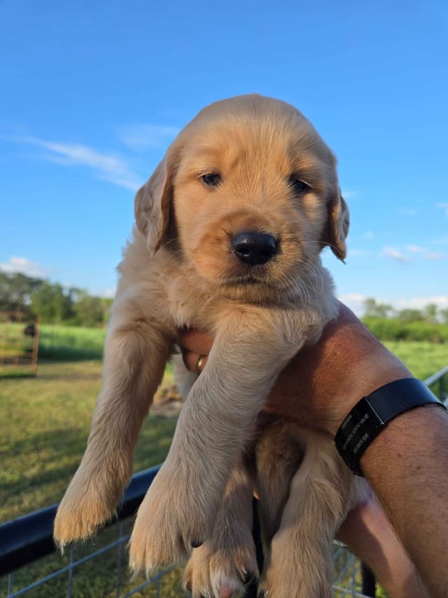 AKC Golden Retriever Puppies media 9