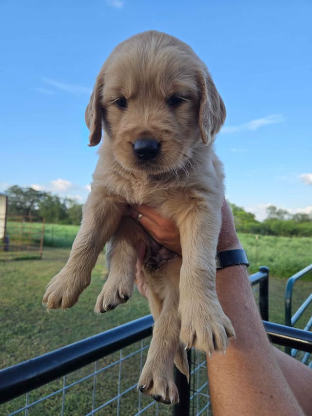 AKC Golden Retriever Puppies media 10