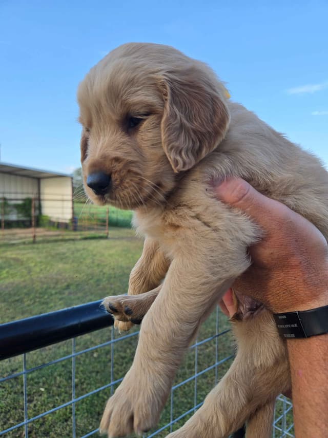 AKC Golden Retriever Puppies media 11