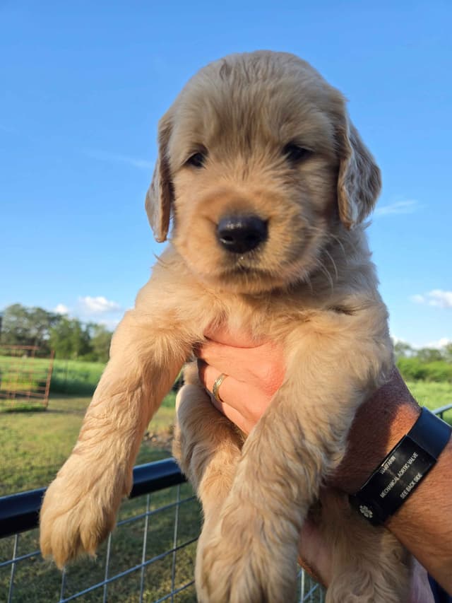 AKC Golden Retriever Puppies media 12