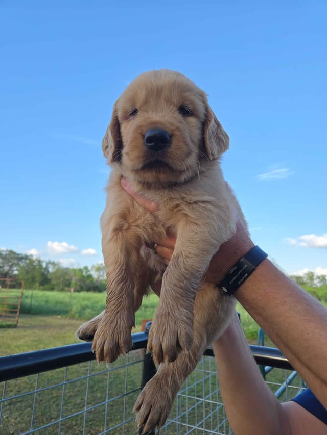 AKC Golden Retriever Puppies media 13