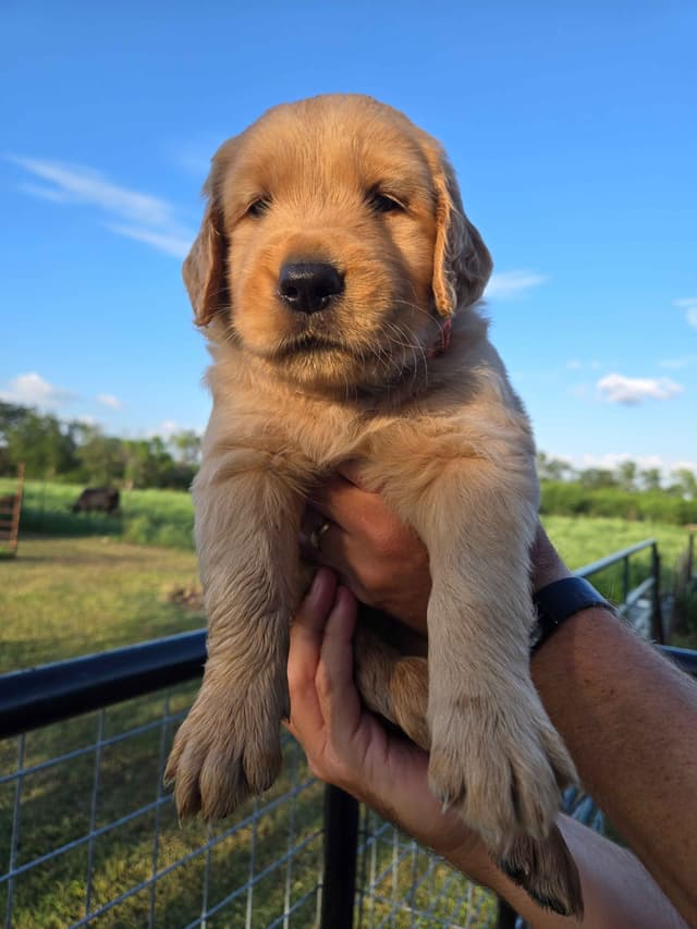 AKC Golden Retriever Puppies media 14