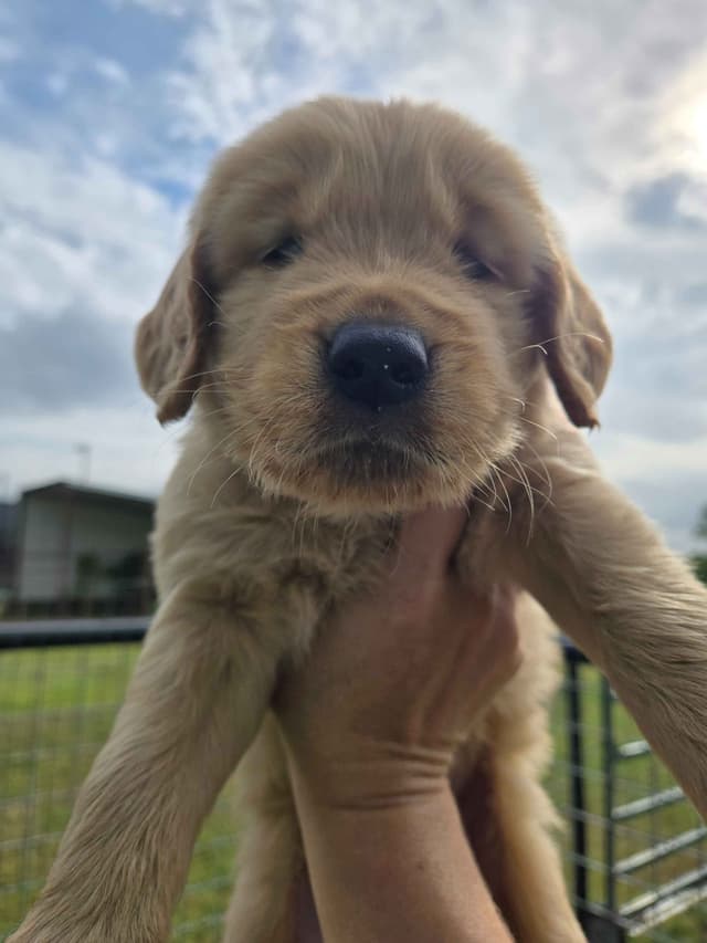 AKC Golden Retriever Puppies media 15