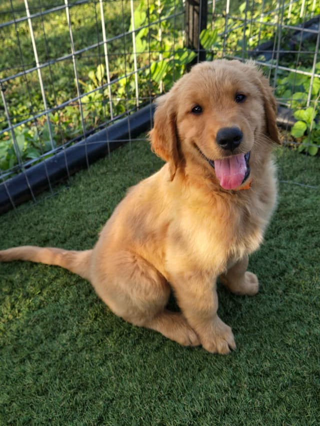 AKC Golden Retriever Puppies media 16