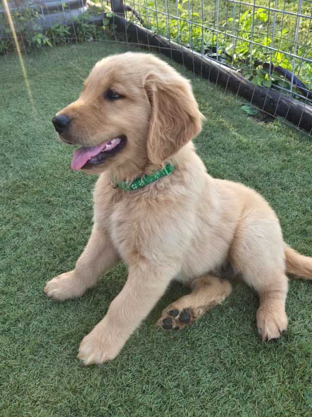 AKC Golden Retriever Puppies media 17