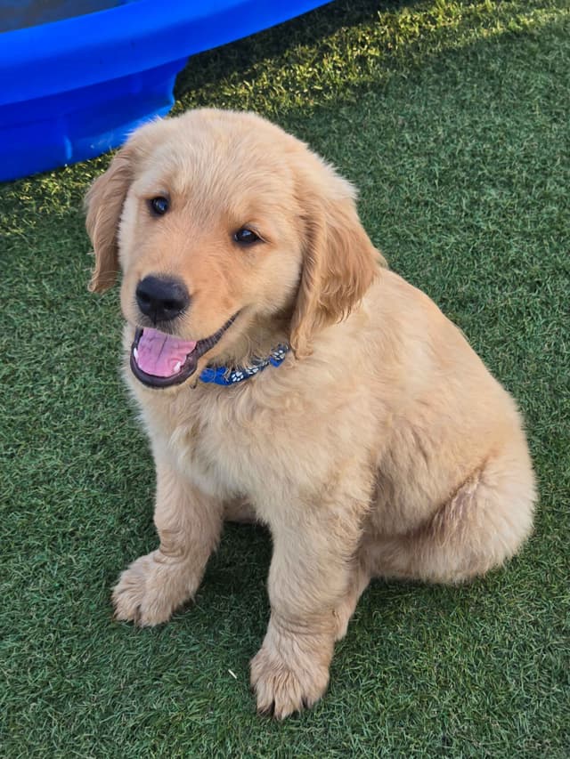 AKC Golden Retriever Puppies media 18
