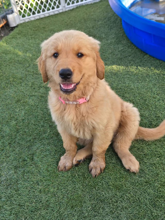 AKC Golden Retriever Puppies media 19