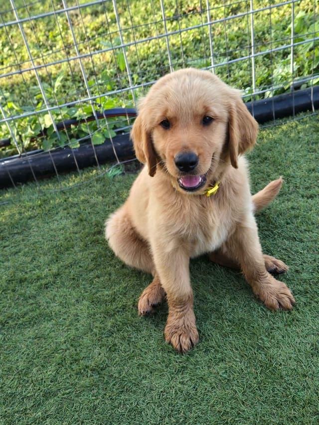 AKC Golden Retriever Puppies media 20