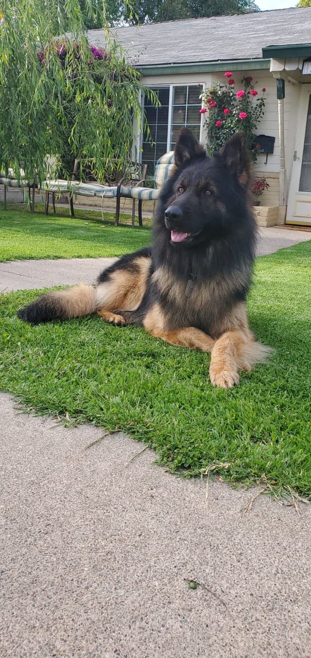 Long hair German Shepherd Dog Puppies media 2
