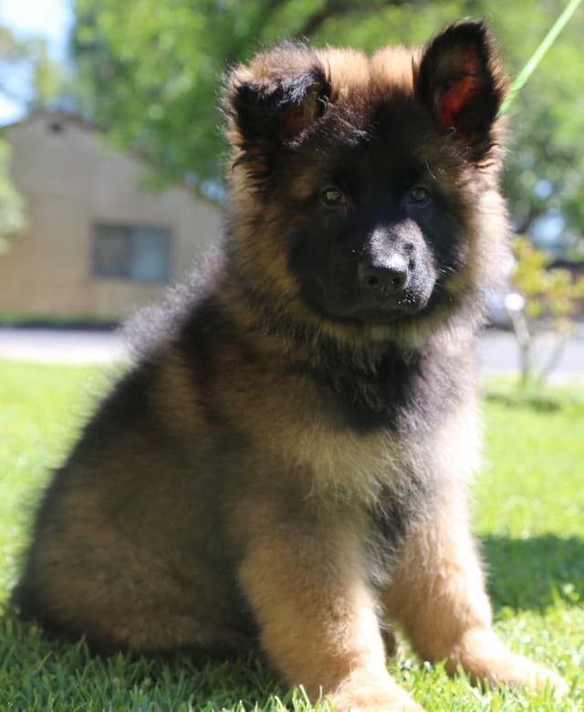 Long hair German Shepherd Dog Puppies media 3