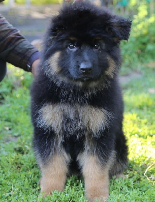 Long hair German Shepherd Dog Puppies media 4
