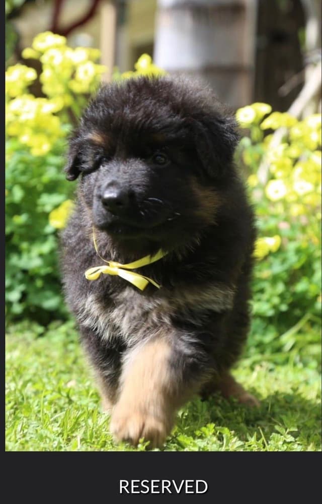Long hair German Shepherd Dog Puppies media 5