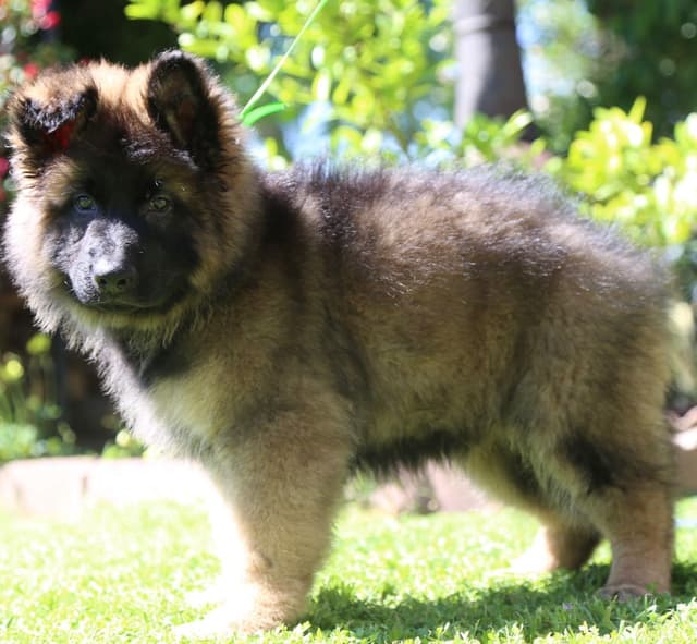 Long hair German Shepherd Dog Puppies media 6