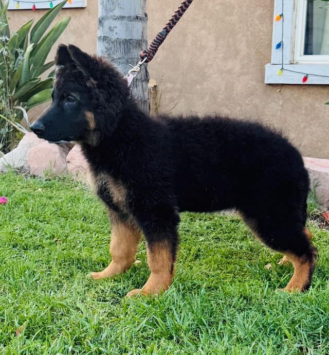 Long hair German Shepherd Dog Puppies media 7