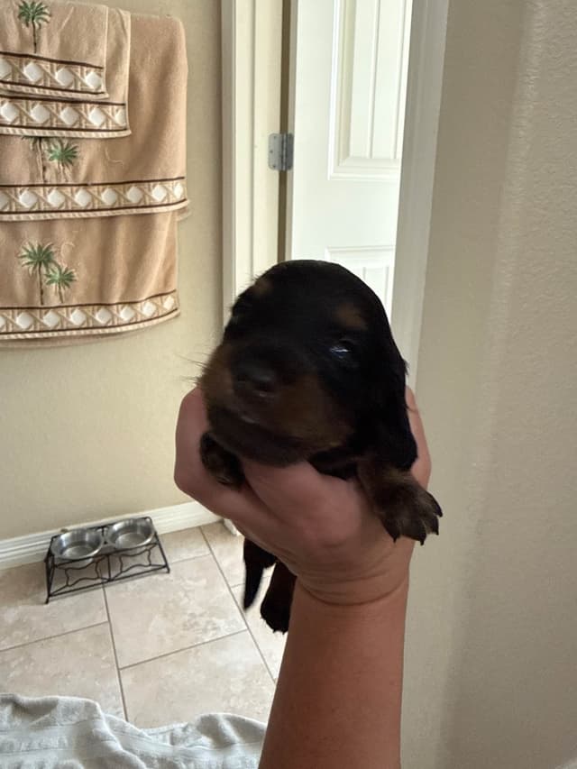 Dachshund Puppies media 3